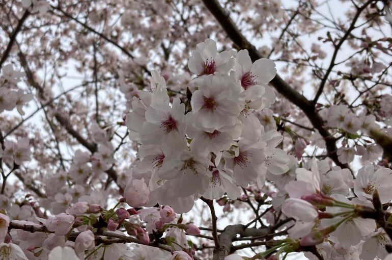 桜1