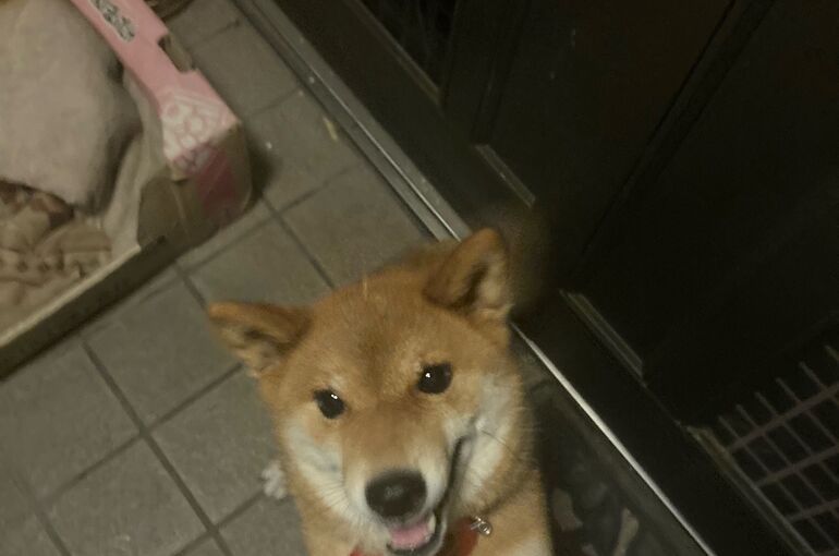 inu 1