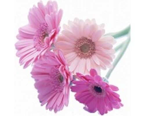 s-flower3909