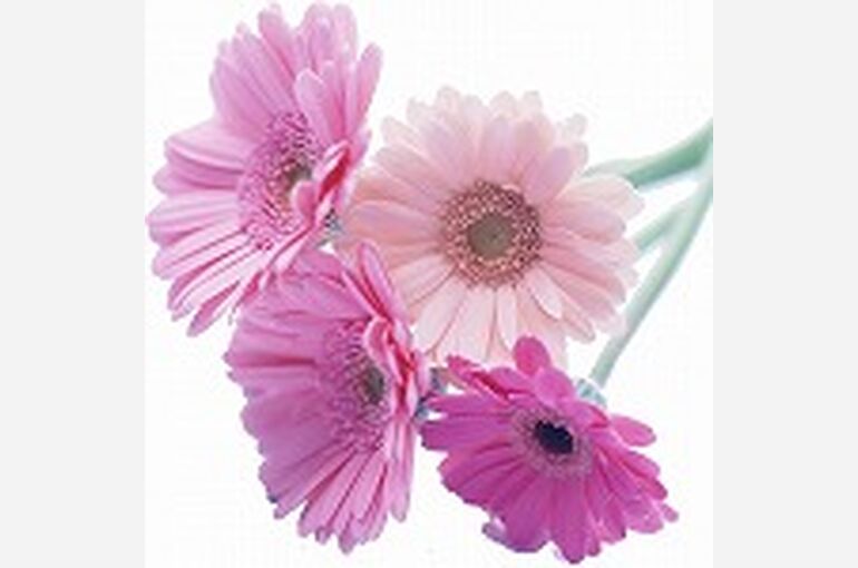 s-flower3909